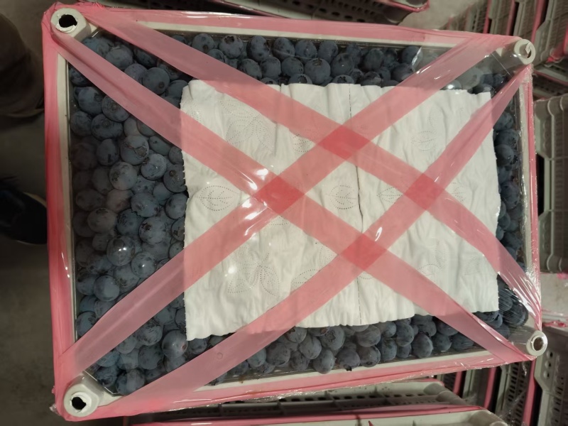 丹东北陆蓝莓冷棚货耐储存运输大小都有现场挑货满意装车接电商