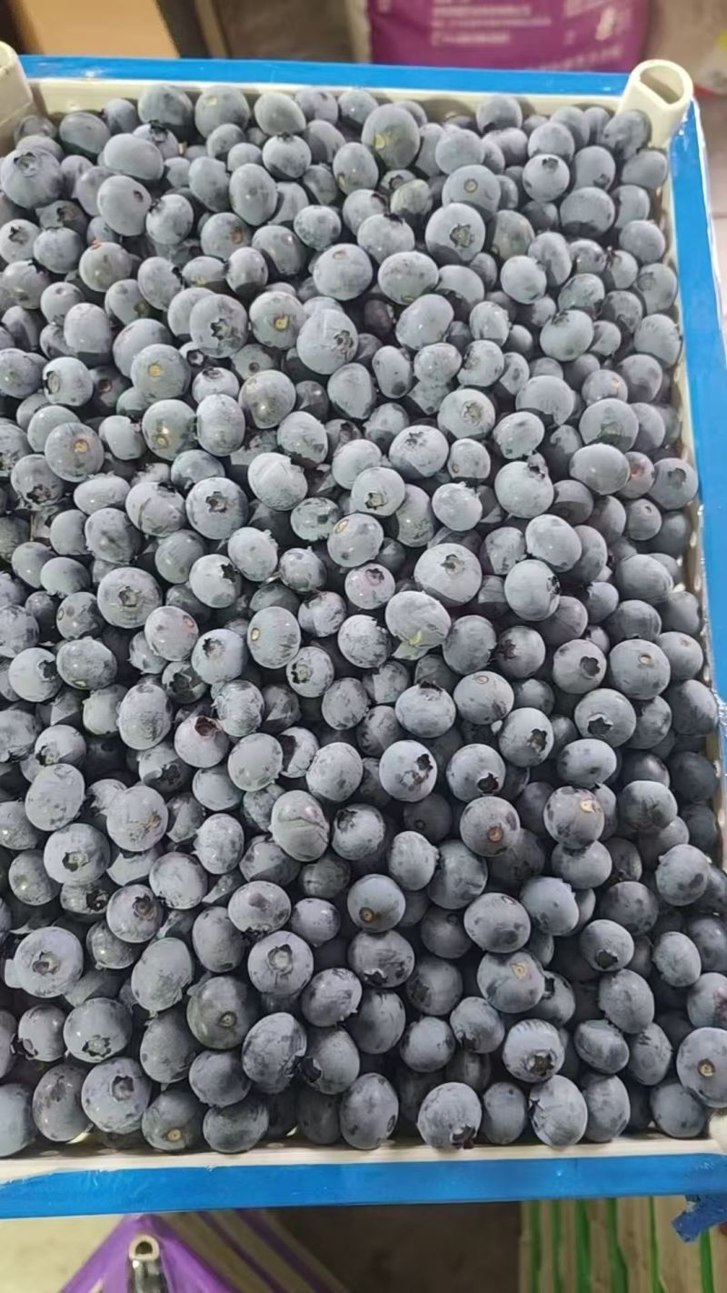 丹东北陆蓝莓冷棚货耐储存运输大小都有现场挑货满意装车接电商