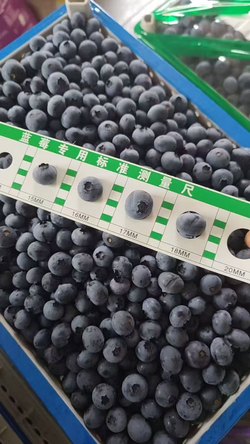 丹东北陆蓝莓冷棚货耐储存运输大小都有现场挑货满意装车接电商