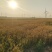 山东滨州无棣县土地出租适合种植农作物棉花各种药材