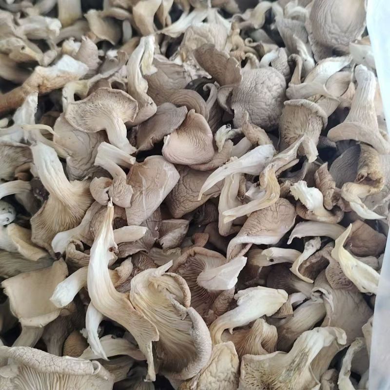 河北干平菇厂家直发常年供应可批发可零售保质量