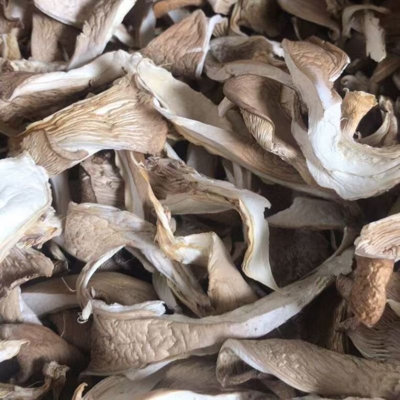 河北干平菇厂家直发常年供应可批发可零售保质量