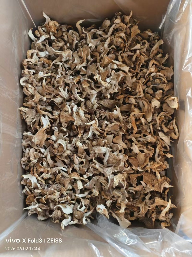 河北干平菇厂家直发常年供应可批发可零售保质量
