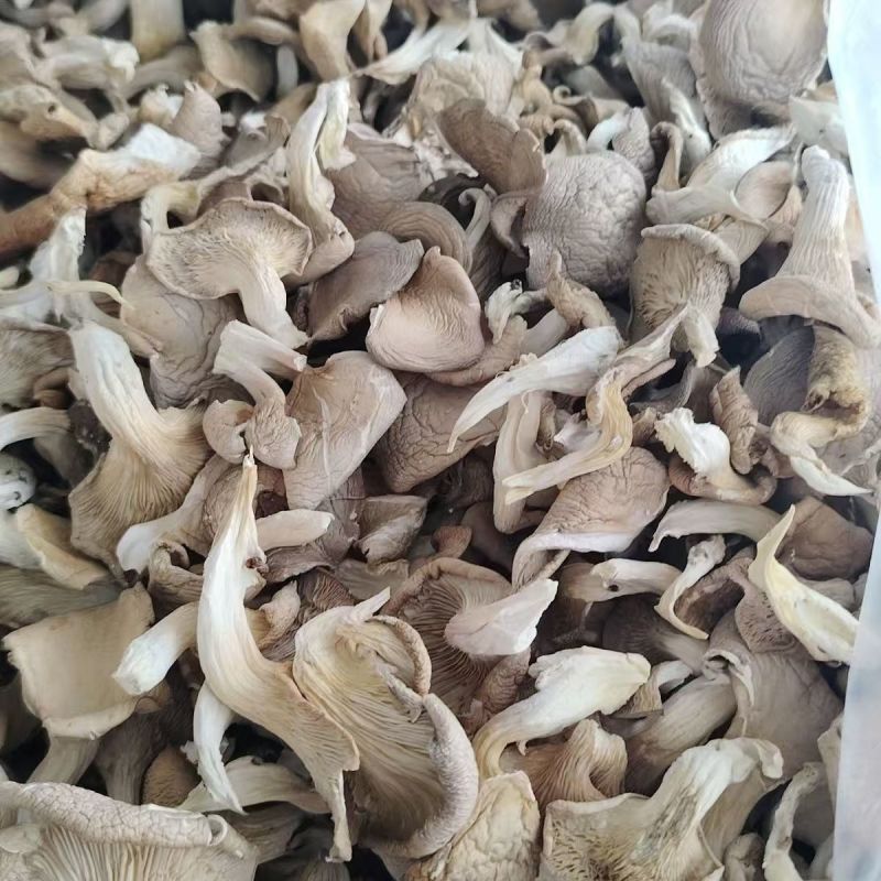 河北干平菇厂家直发常年供应可批发可零售保质量