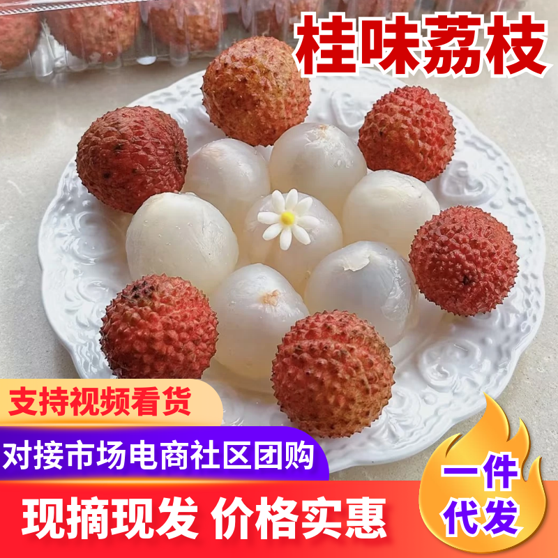 桂味荔枝新鲜荔枝精品产地直发量大从优可对接全国客商等