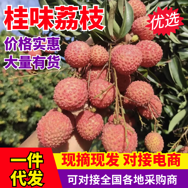 【一件可发】桂味荔枝精品荔枝好吃不贵欢迎广大客商前来洽谈