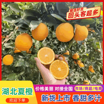 秭归夏橙产地直销，果园看货釆货，皮薄多汁