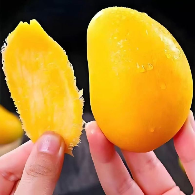 广西百色大台芒当季新鲜水果一件代发
