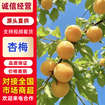 【实力推荐】杏梅品质保障产地直发量大从优可对接全国客商
