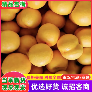 【杏梅】精品杏好吃不贵几十万斤品质保障可对接全国电商市场