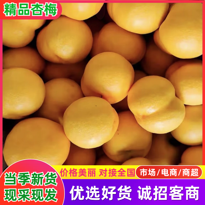 【杏梅】精品杏好吃不贵几十万斤品质保障可对接全国电商市场