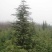 雪松