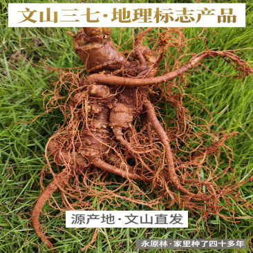 春七云南文山新鲜三七新鲜田七生三七活三七新鲜三七泡酒