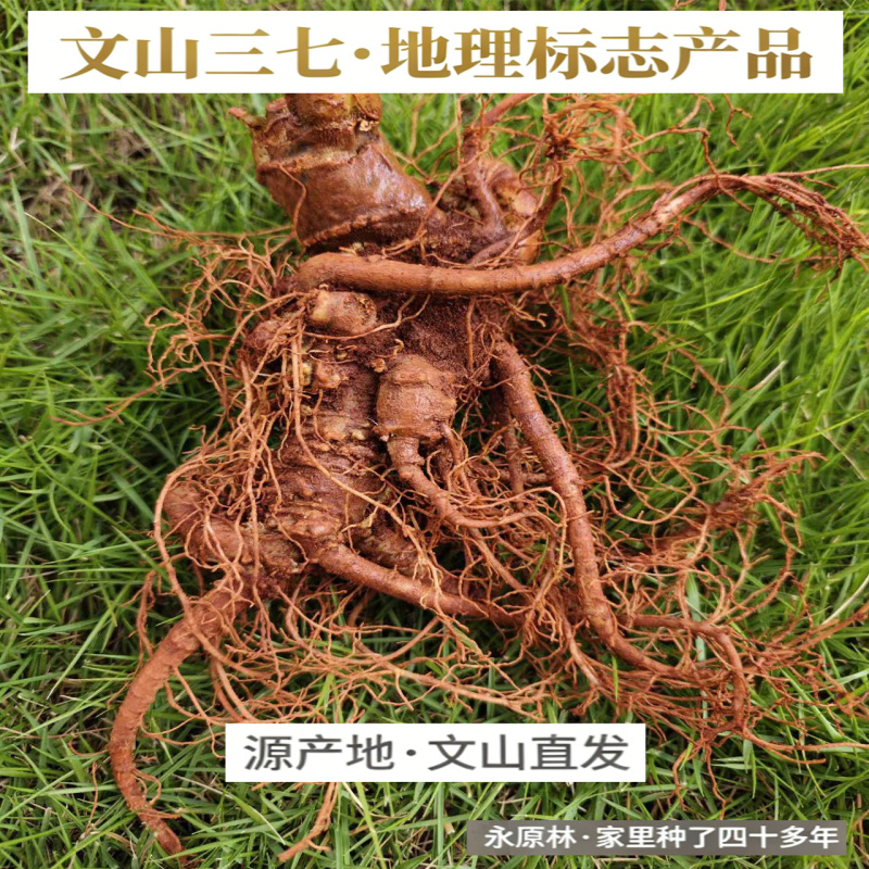 春七云南文山新鲜三七新鲜田七生三七活三七新鲜三七泡酒