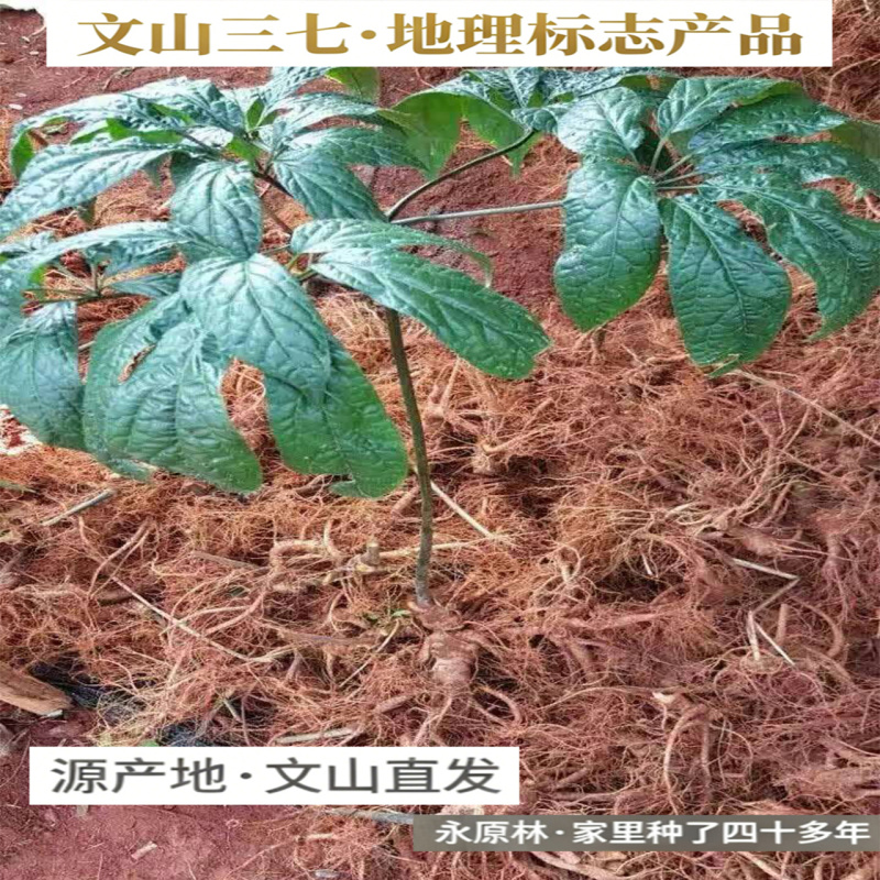 春七云南文山新鲜三七新鲜田七生三七活三七新鲜三七泡酒
