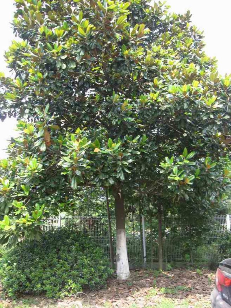 广玉兰