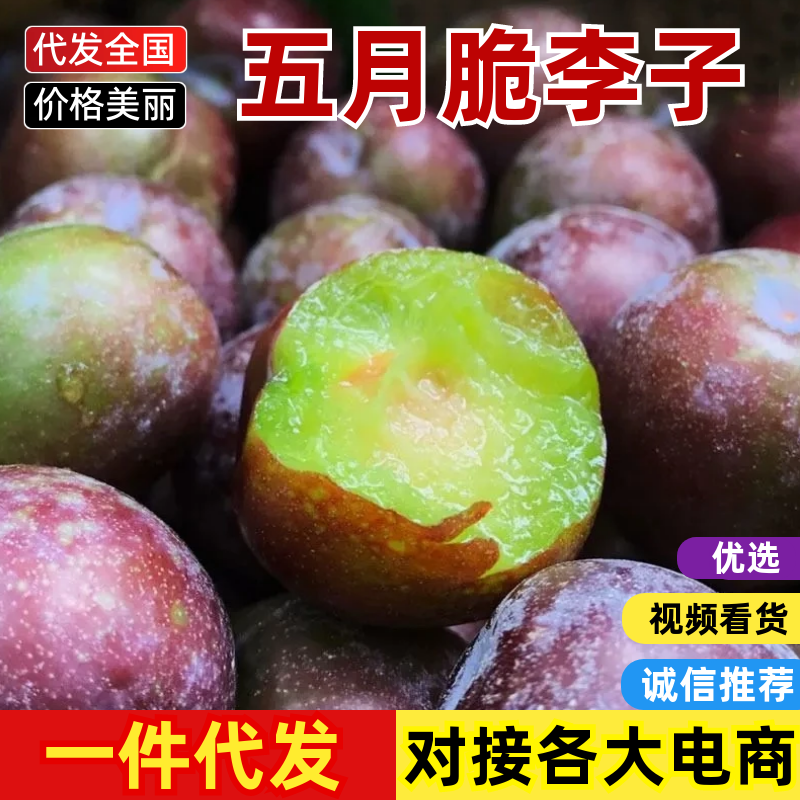 一件可发，五月脆李子产地直发量大从优可对接全国电商，