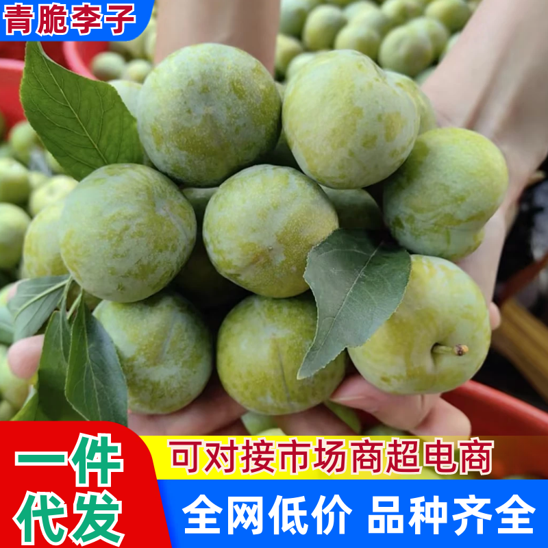 青脆李精品李子产地直发量大从优品质保障可对接全国客商
