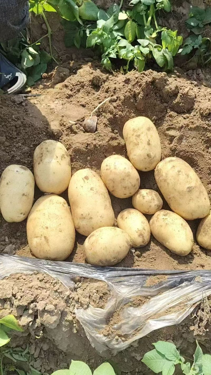 【通许土豆】土豆沃土土豆开封通许万亩基地诚信经营