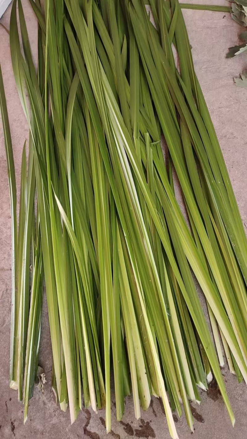 精品菖蒲安徽基地直供质量保证一手货源全国发货
