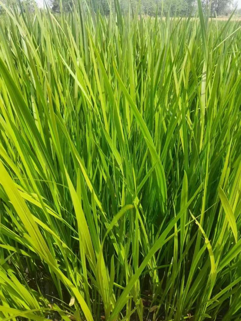 精品菖蒲安徽基地直供质量保证一手货源全国发货