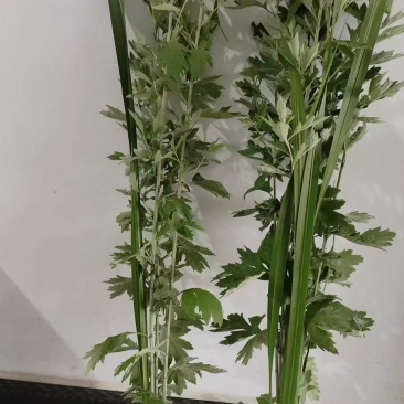 精品艾草安徽基地直供一手货源质量保证全国发货