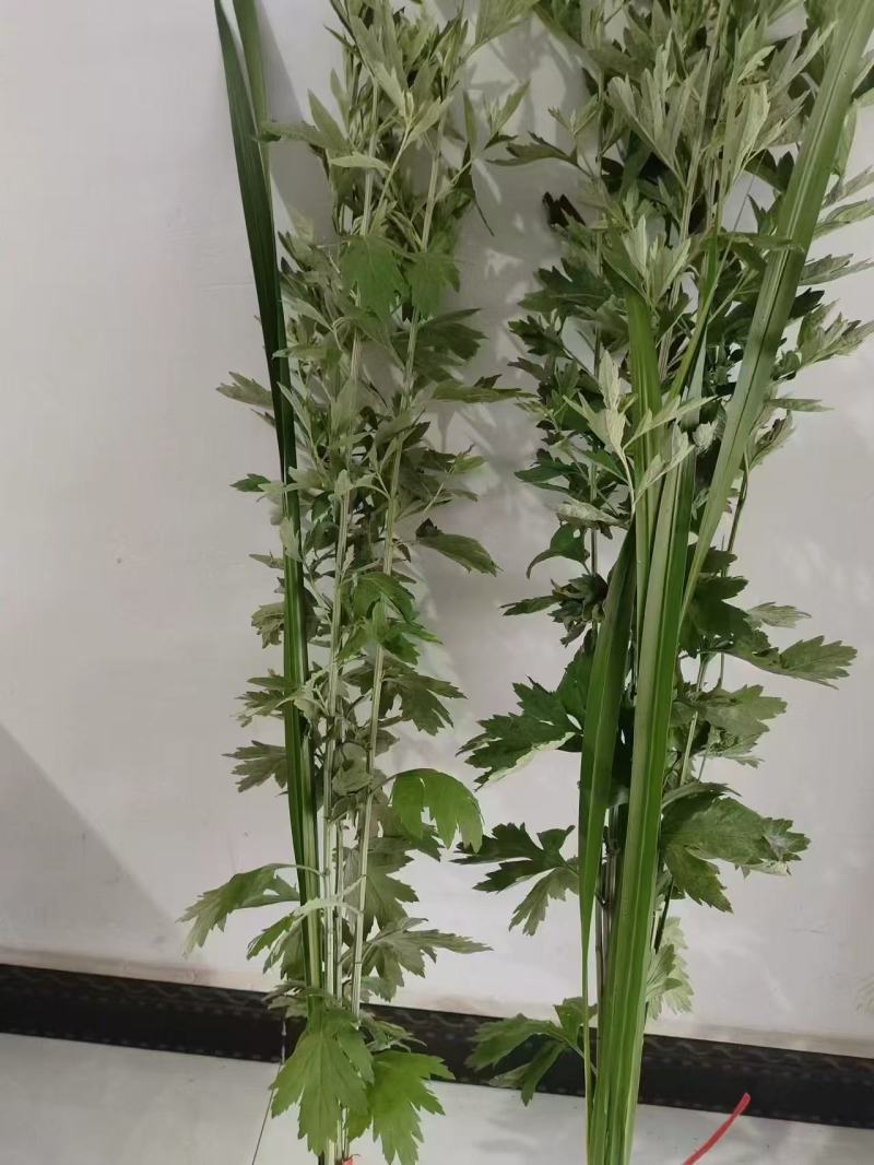 精品艾草安徽基地直供一手货源质量保证全国发货