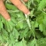 精品艾草安徽基地直供一手货源质量保证全国发货