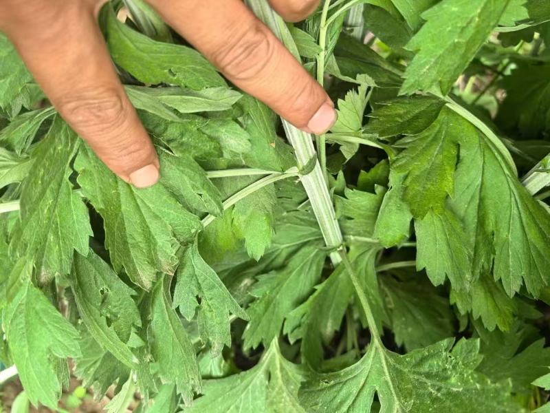 精品艾草安徽基地直供一手货源质量保证全国发货