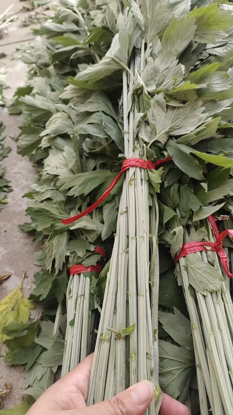 精品艾草安徽基地直供一手货源质量保证全国发货
