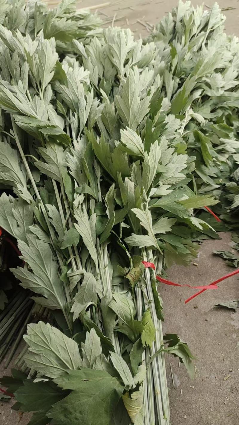 精品艾草安徽基地直供一手货源质量保证全国发货