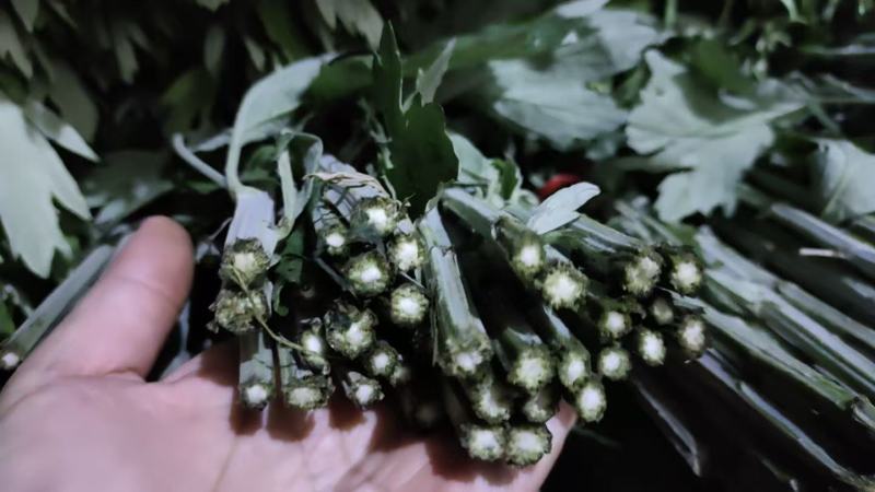 精品艾草安徽基地直供一手货源质量保证全国发货