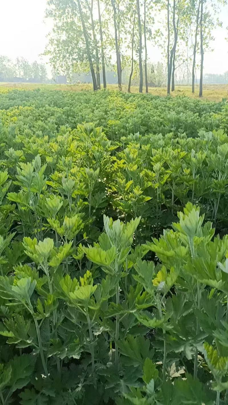 精品艾草安徽基地直供一手货源质量保证全国发货