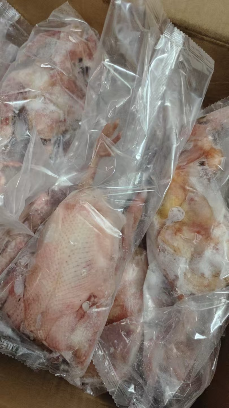 乳鸽肉河北产地直销