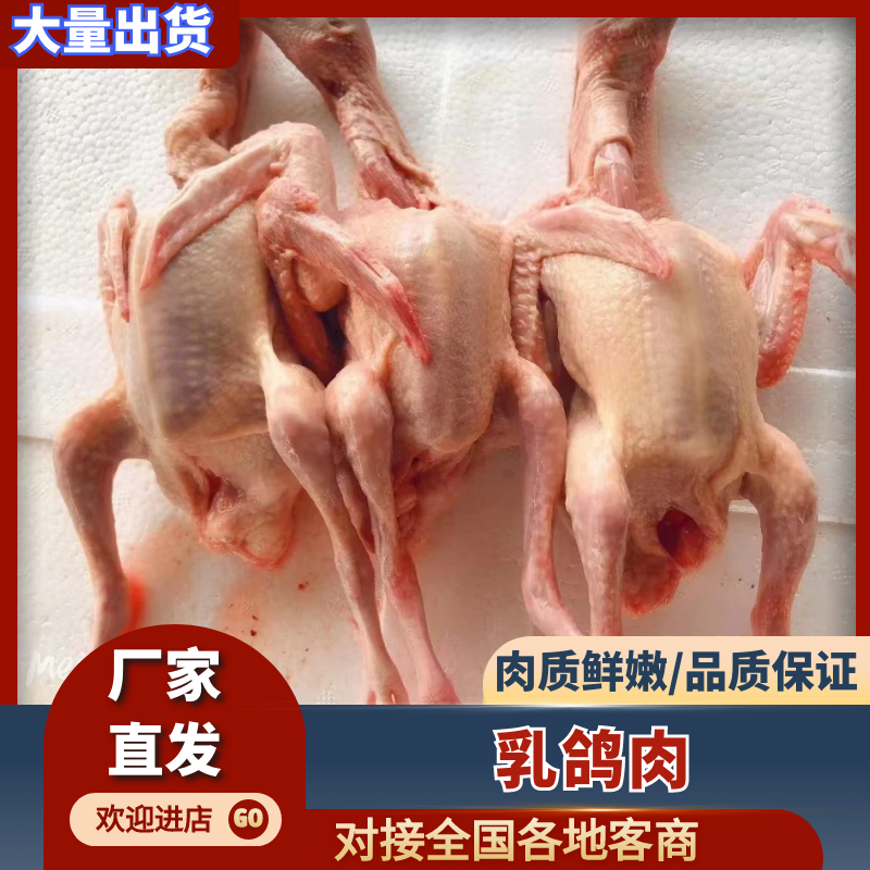 乳鸽肉河北产地直销
