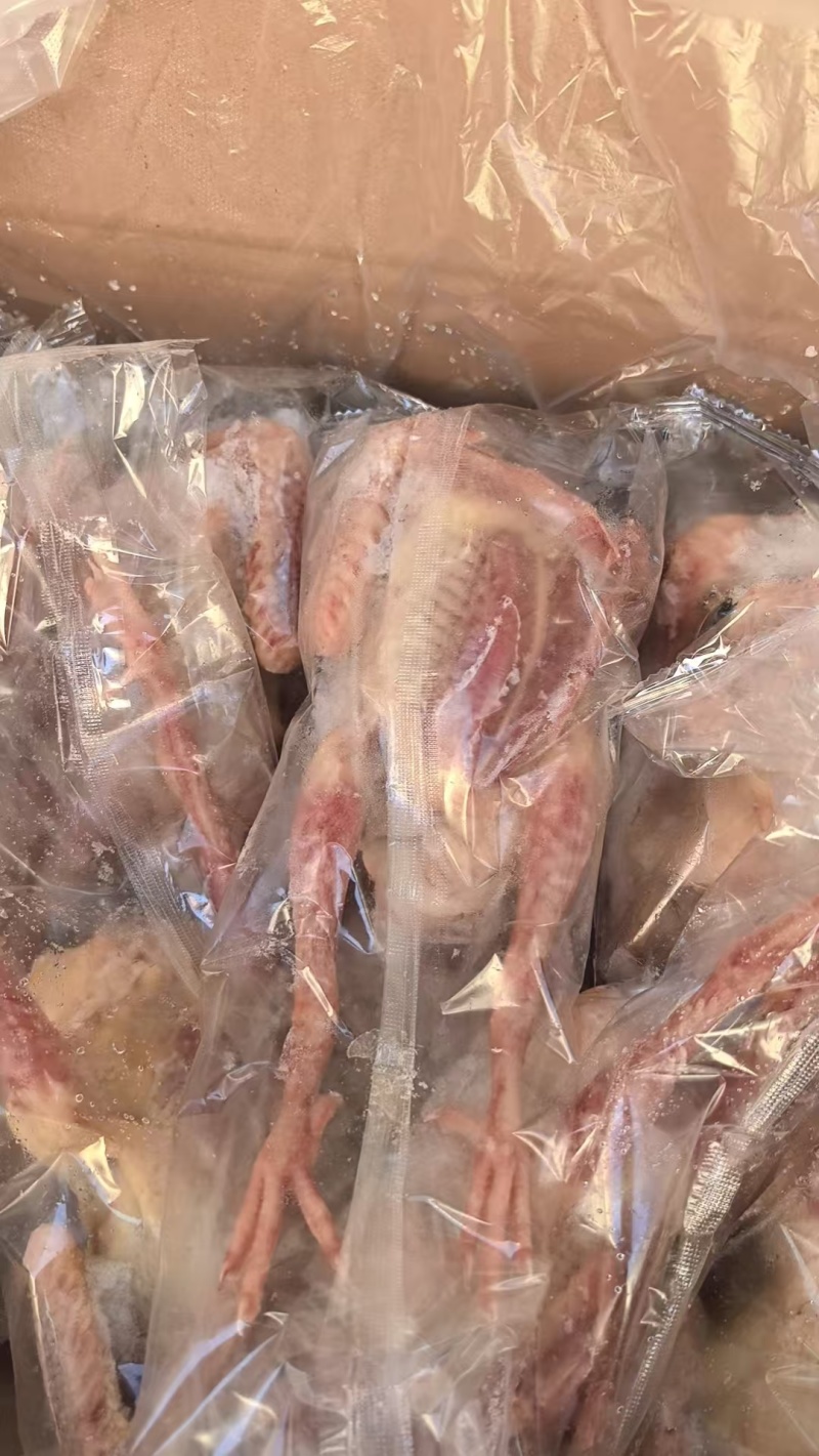 白条乳鸽乳鸽肉工厂发货保证质量对接餐饮批发商