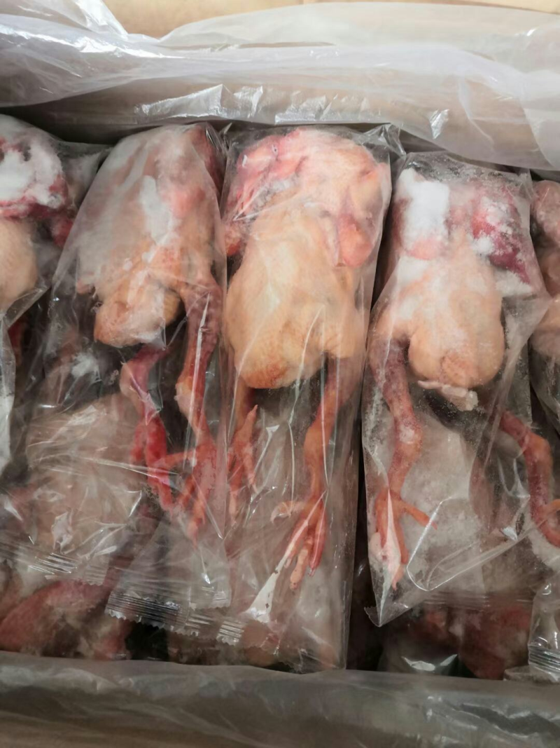 河北乳鸽白条鸽冰鲜现宰肉食鸽肉半净鸽子供应链可视频看货