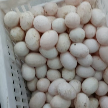 白婺鸭和白婺鸭蛋