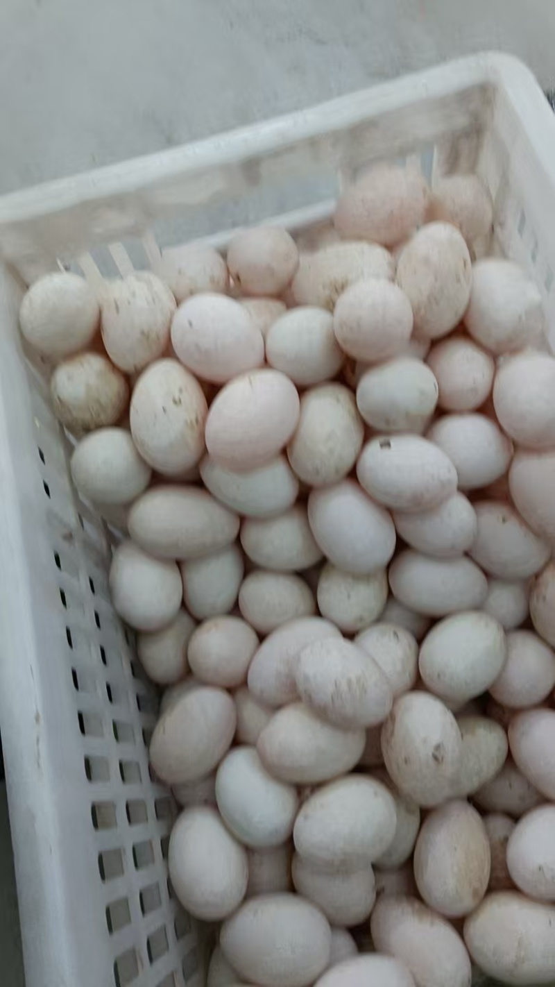 白婺鸭和白婺鸭蛋