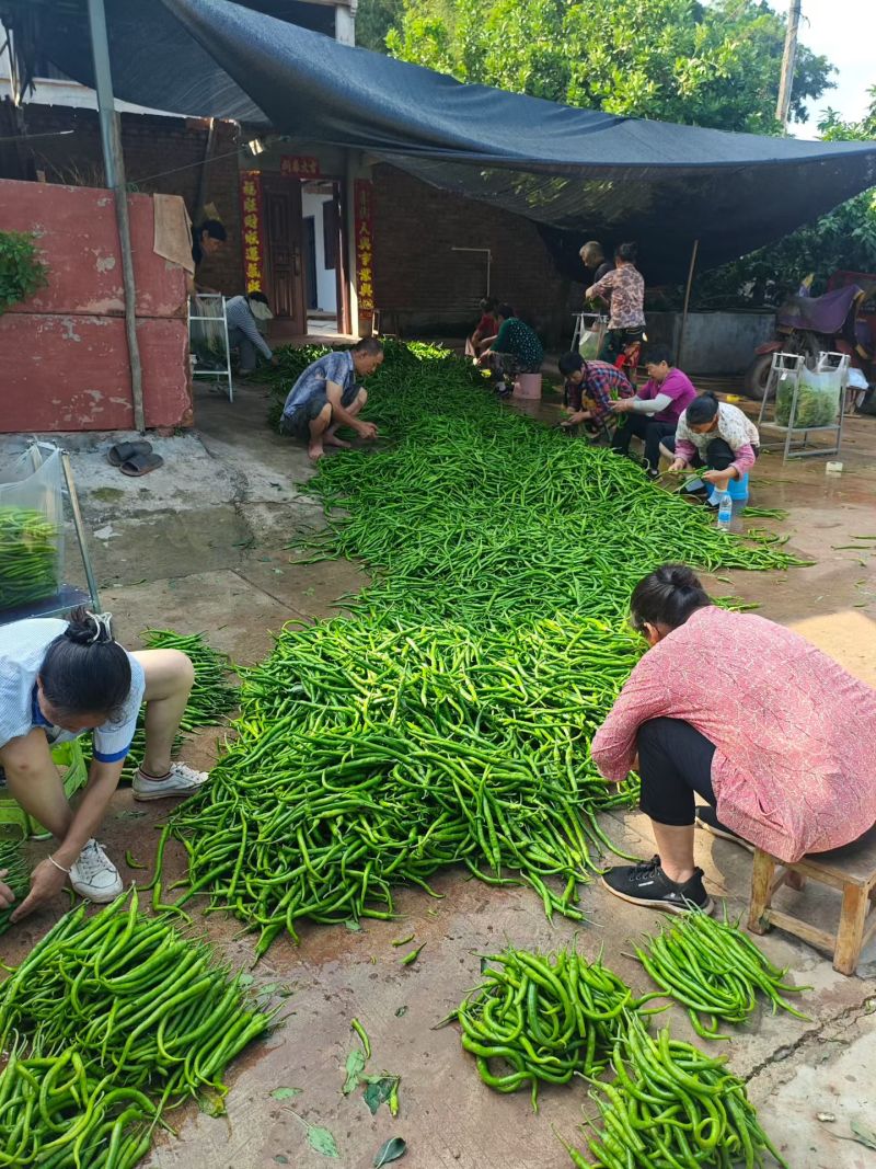 青线椒，对接全国批发，保质保量发货，欢迎联系合作