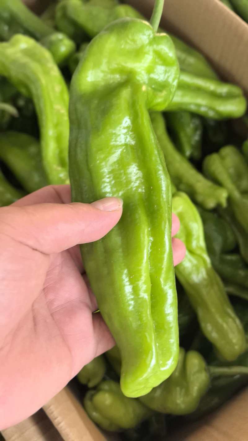 薄皮椒，对接全国批发，保质保量发货，欢迎联系合作