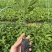 中叶牛大力苗广西灵山基地直供质量保证货源充足欢迎订购