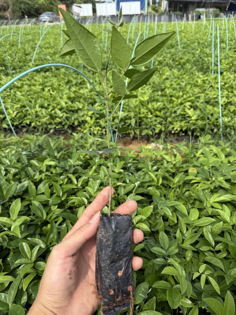 中叶牛大力苗广西灵山基地直供质量保证货源充足欢迎订购