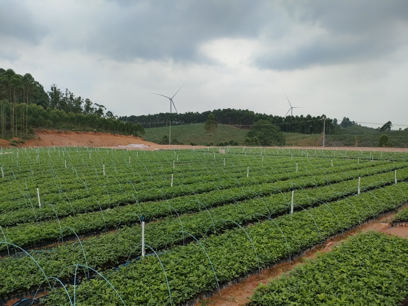 中叶牛大力苗广西灵山基地直供质量保证货源充足欢迎订购
