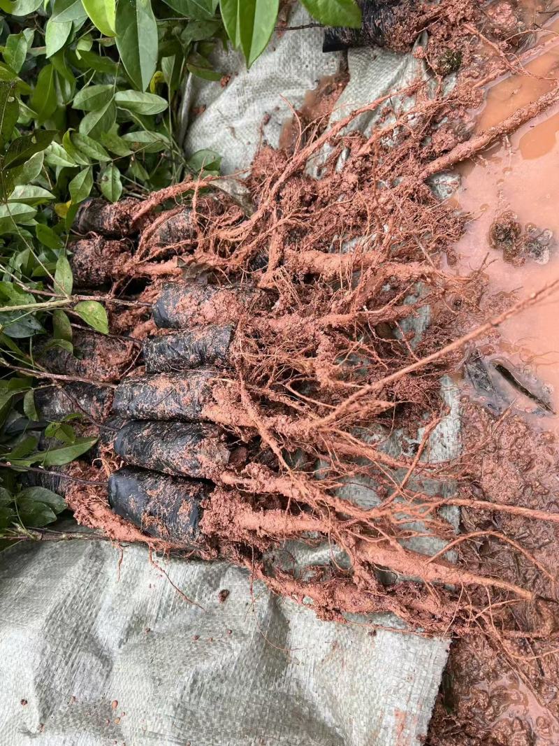 中叶牛大力苗广西灵山基地直供质量保证货源充足欢迎订购