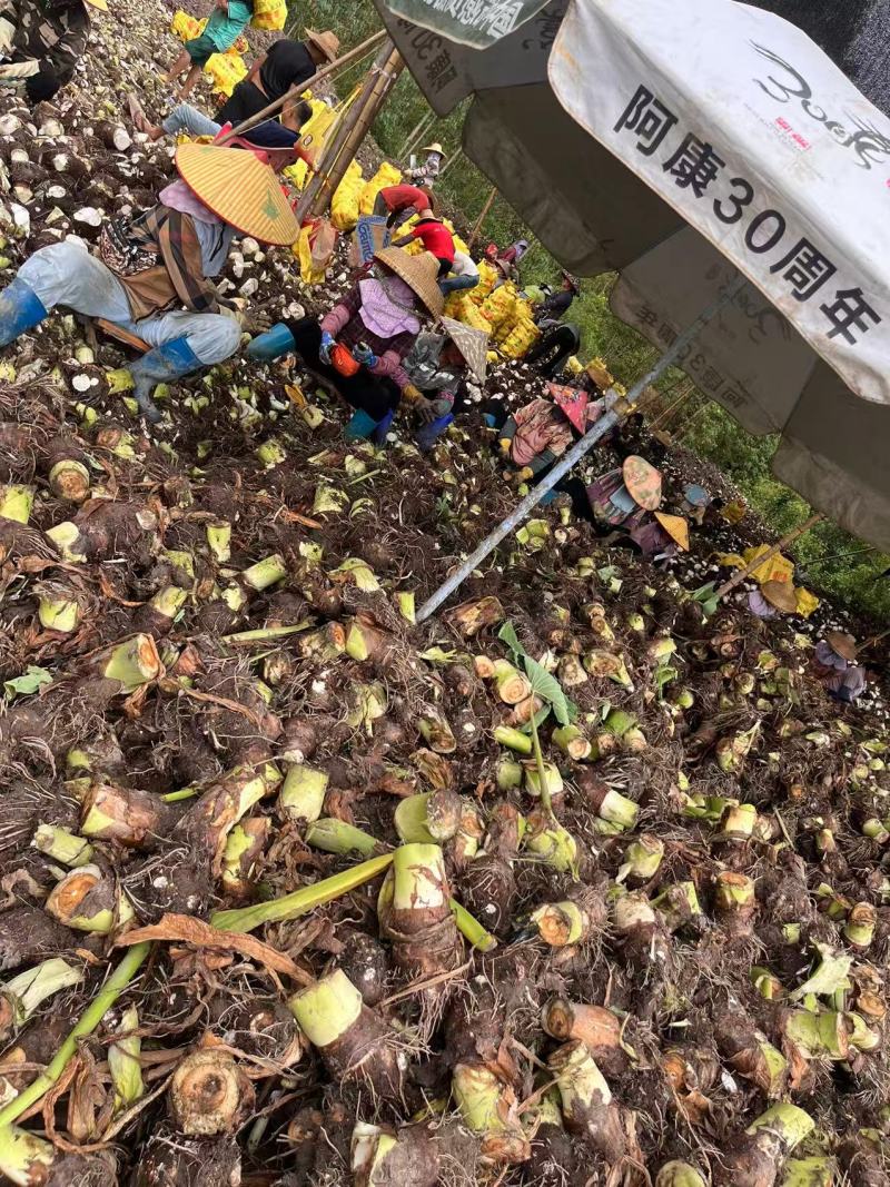 芋头，产地福建，对接批发商量大可议价，欢迎联系