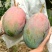 四川攀枝花凯特芒果10斤新鲜应当季水果特大青芒果整箱