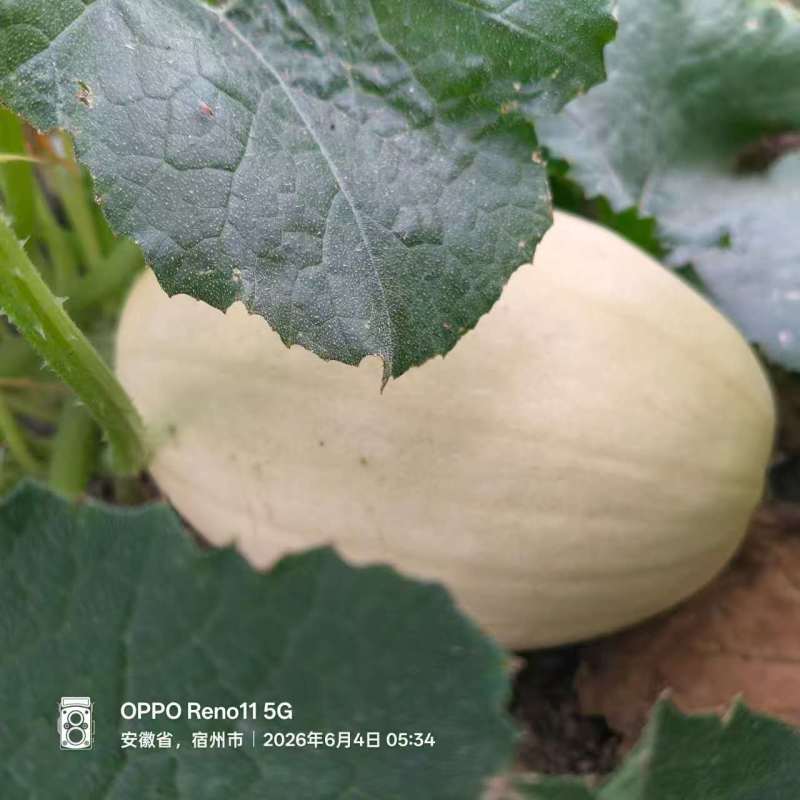 金丝绞瓜大量上市，对接市场档口，电商商超，量大从优