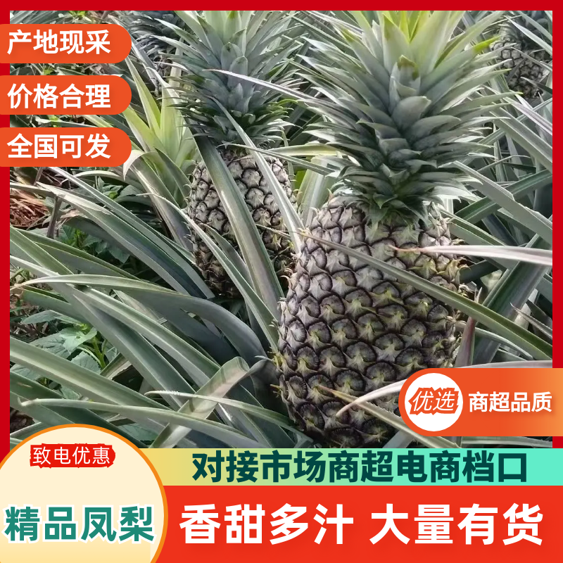 广东精品凤梨产地直发品质好价格低视频看货选货