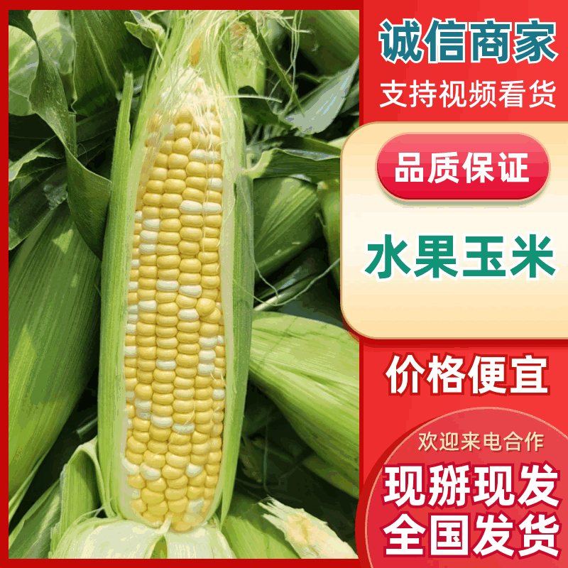 《水果玉米》河北水果玉米/衡水鲜玉米/现摘现发便宜